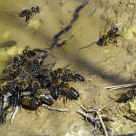 Abejas¡¡